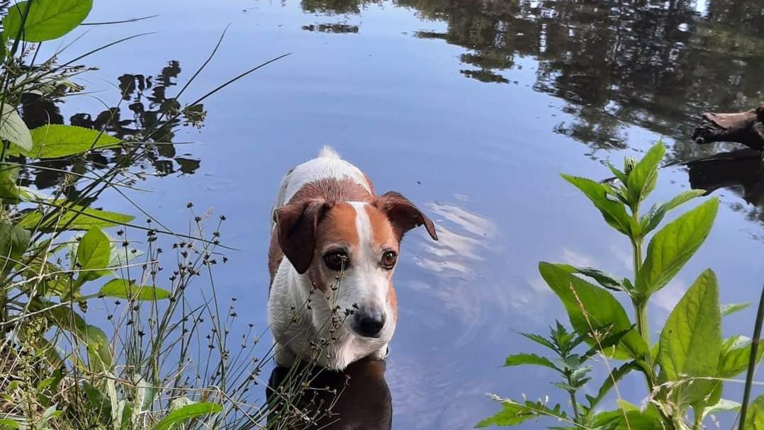 Hundebadestelle Diesdorf-Radlow