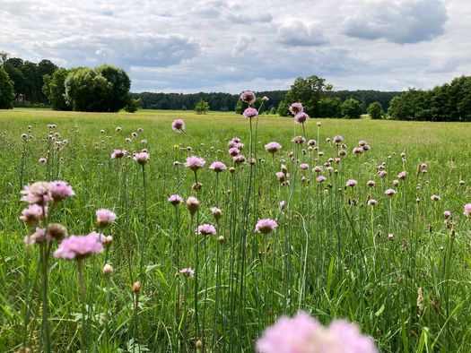 Wierichwiesen Bad Saarow