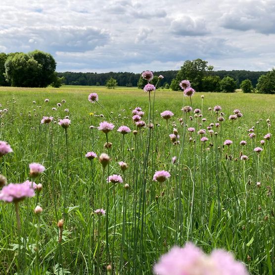 Wierichwiesen Bad Saarow